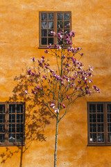Old orange house and magnolia