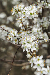white cherry blossom