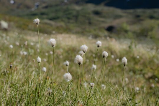 Cotton grass in tundra landscape