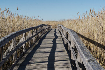 wooden bridge over the lake