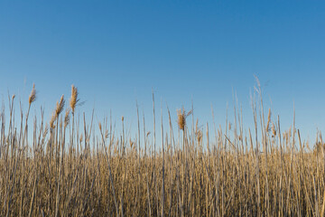 reed in the wind