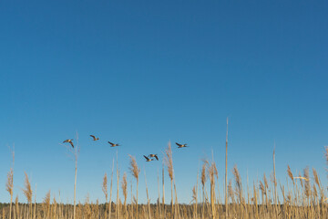 reeds on the bank of lake with birds