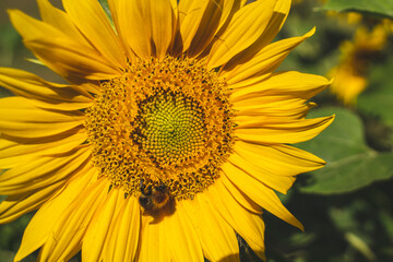 sunflower with bug