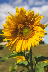 sunflower in the sky with bug