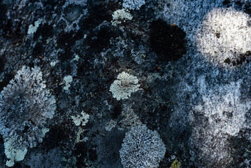 lichen on the rock