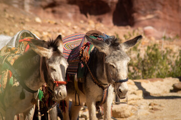 Donkeys in the historical site of Petra, wadi musa, Jordan - obrazy, fototapety, plakaty