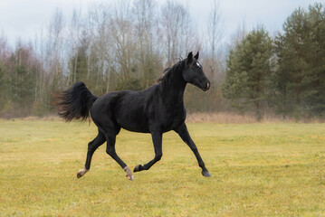 Black Hanoverian breed horse running in the field in autumn