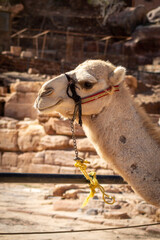 camels in the historical site of Petra, wadi musa, jordan