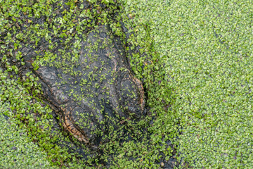 Alligator in Swamp Weed