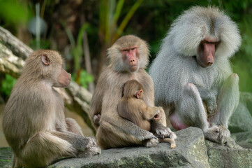 Family of Hamadryas Baboons