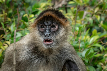 Spider Monkey Portrait