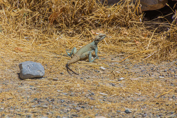 Large-scaled Rock Agama (Laudakia nupta) in Bisotun, Iran