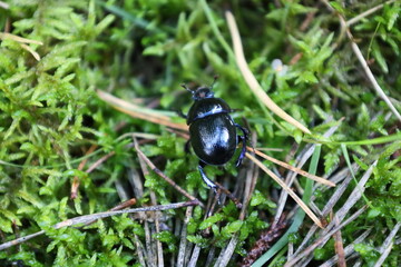 ant on the grass