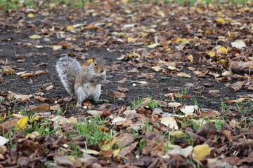 squirrel in the forest