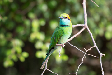 A Little Green Bee-eater is perched on a branch in the sun.