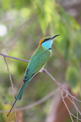 A Little Green Bee-eater is perched on a branch in the sun.