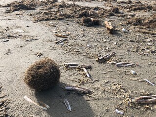 Sea grass balls appearing at the beach after high sea