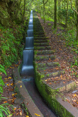 Levada do furado in Ribeiro Frio, Madeira, Portugal.