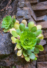 The Madeiran endemic Aeonium glandulosum, Madeira, Portugal