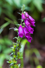 Foxglove (digitalis purpurea) Madeira, Portugal