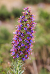 Flowering Pride of Madeira (echium candicans), Paúl da Serra, Madeira, Portugal