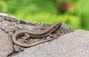 Madeiran wall lizard (Teira dugesii), Funchal, Madeira, Portugal