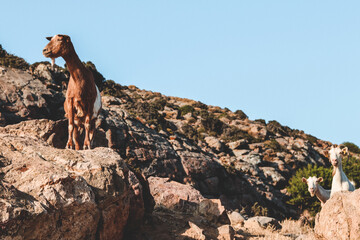 Goats mountain goats in background