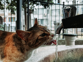 close up cat. cute cat drinking water.