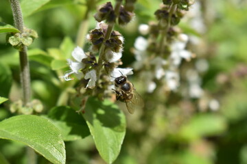 Abejas trabajando