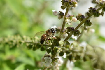 Abejas trabajando