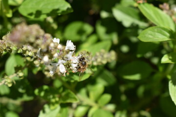Abejas trabajando