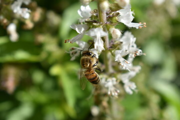 Abejas trabajando