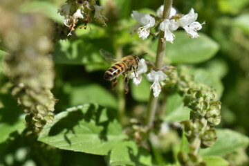 Abejas trabajando