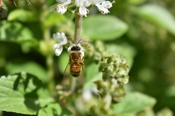 Abejas trabajando