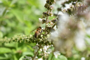 Abejas trabajando