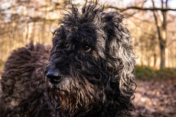 Cute mucky Bouvier des Flandres dog in the woods