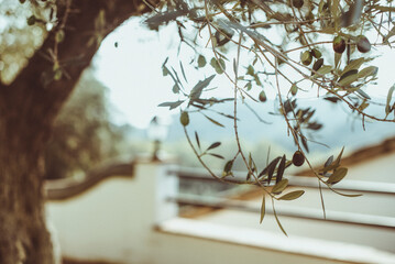 Close-up of an Olive tree growing in a garden, Spain