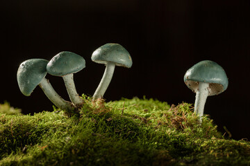 Mushrooms with a blue hat close up on a dark background grow in the forest