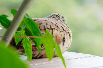 A turtle dove resting among leaves