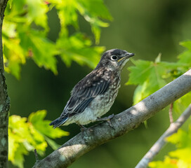 Baby bluebird 