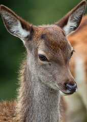 Portrait Rotwildkalb, bestes Hirschportal