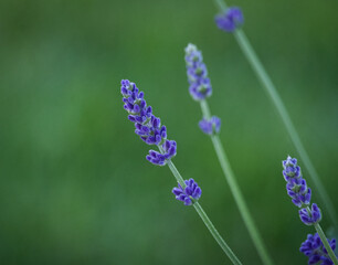 close up of lavender