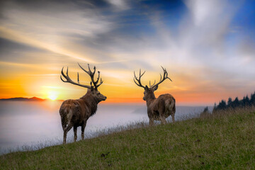 Zwei Hirsche im Sonnenaufgang mit Nebel
