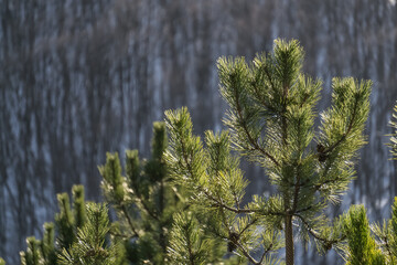 Pine branches with bright green needles in winter against the backdrop of a winter slope with a forest, pine branches in macro on a sunny winter day