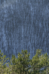 Pine branches with bright green needles in winter against the backdrop of a winter slope with a forest, pine branches in macro on a sunny winter day