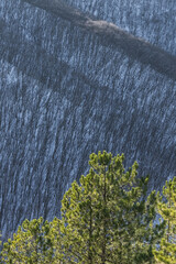 Pine branches with bright green needles in winter against the backdrop of a winter slope with a forest, pine branches in macro on a sunny winter day