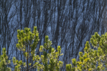 Pine branches with bright green needles in winter against the backdrop of a winter slope with a forest, pine branches in macro on a sunny winter day