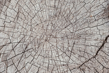 Fototapeta premium Heartwood cut Background