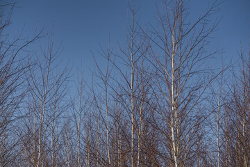 Densely planted young birches without leaves in winter, winter birch grove on a sunny day