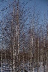 Densely planted young birches without leaves in winter, winter birch grove on a sunny day